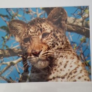 Safari photo baby leopard in tree